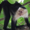 Capuchin Monkey