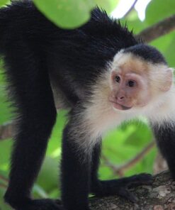 Capuchin Monkey