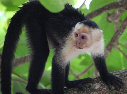 Capuchin Monkey