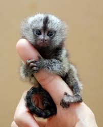 marmoset monkeys