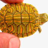 Pastel Red Ear Slider Turtle