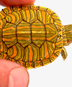 Pastel Red Ear Slider Turtle