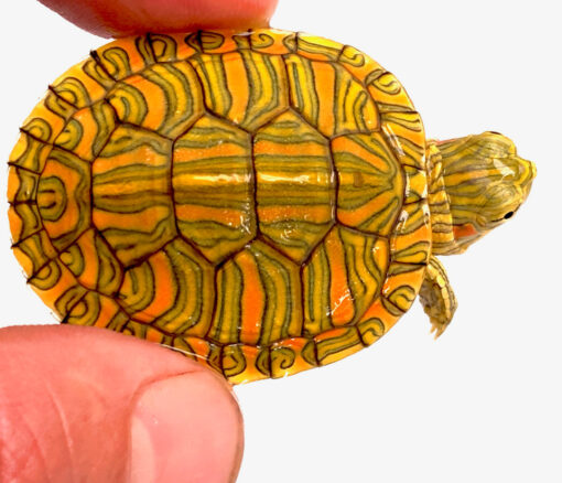 Pastel Red Ear Slider Turtle