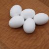 African Grey Parrot Eggs