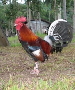 Kearney Whitehackle Gamefowl