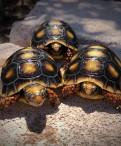 baby redfoot tortoise