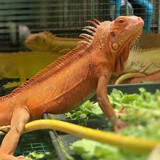 yearling iguana