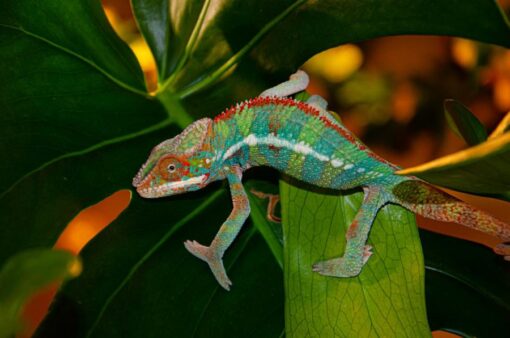 Ambilobe Panther Chameleon