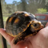 Redfoot Tortoise