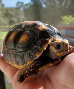 Redfoot Tortoise