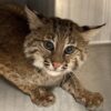 Bobcat kittens