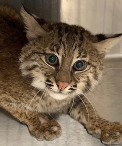 Bobcat kittens