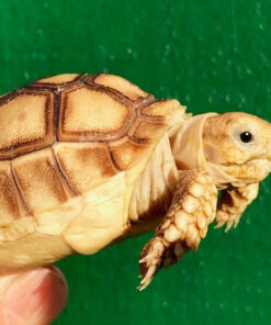 Sulcata Tortoise