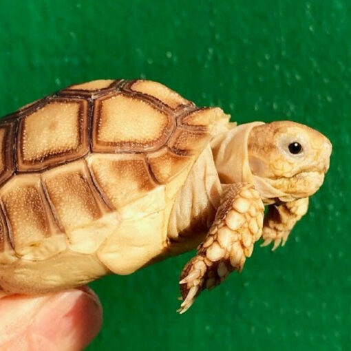 Sulcata Tortoise