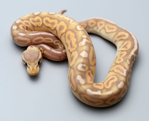 Banana ball pythons