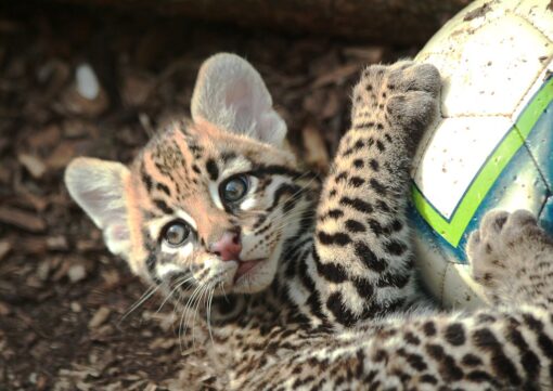 Ocelot cubs