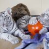 White Tiger Cubs