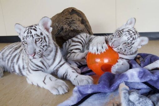 White Tiger Cubs