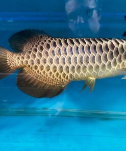 Crossback Golden Arowana