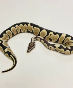 scaleless ball python