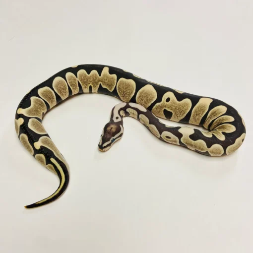 scaleless ball python