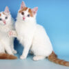 Turkish Van cat