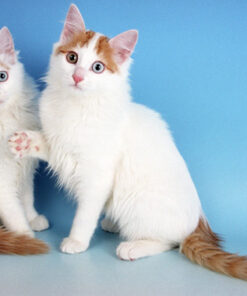 Turkish Van cat