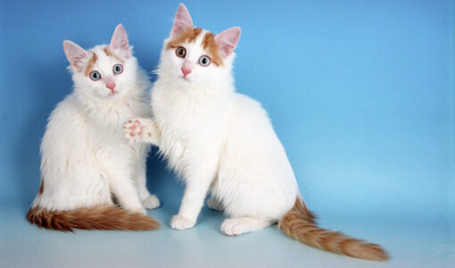 Turkish Van cat