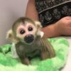 Squirrel monkey for sale