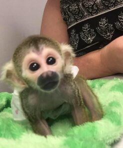 Squirrel monkey for sale