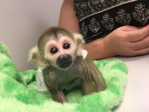 Squirrel monkey for sale