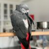 African Grey Parrot For Sale