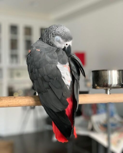 African Grey Parrot For Sale