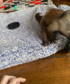 Capuchin Monkey For Sale