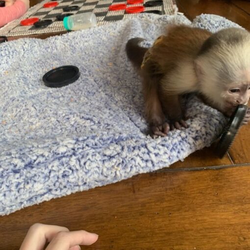 Capuchin Monkey For Sale