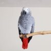 African Grey Parrots For Sale