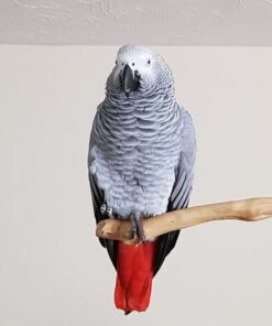 African Grey Parrots For Sale