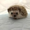 Hedgehog For Sale