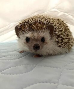 Hedgehog For Sale