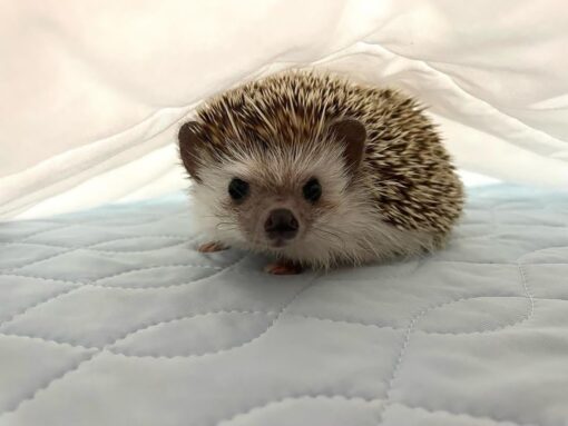 Hedgehog For Sale