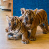 Tiger cubs