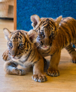 Tiger cubs