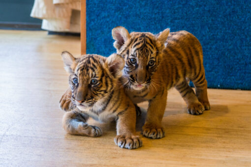 Tiger cubs