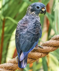 Dusky Pionus