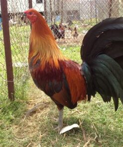 Red quill gamefowl For Sale