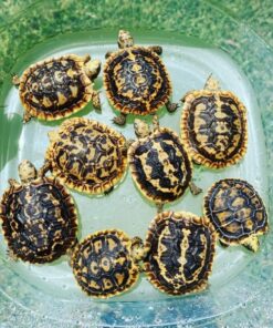 Baby Pancake Tortoise