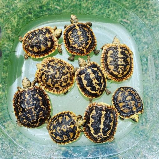 Baby Pancake Tortoise