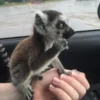 ring tailed lemur monkey