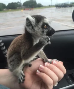 ring tailed lemur monkey