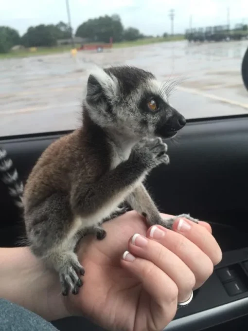 ring tailed lemur monkey